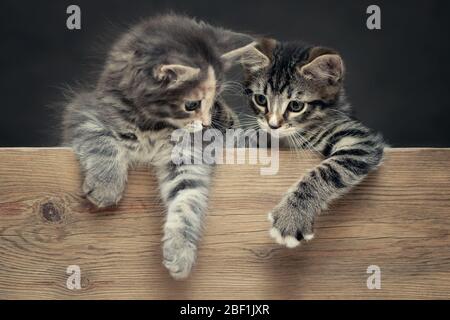 Zwei niedliche grau gestreifte Kätzchen ruhen ihre Pfoten auf einem Holzbrett Stockfoto