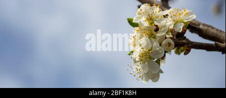 Obstbaumfarbe und unscharfer blauer Himmel, Platz für Inschrift, Banner oder Postkarte. Stockfoto