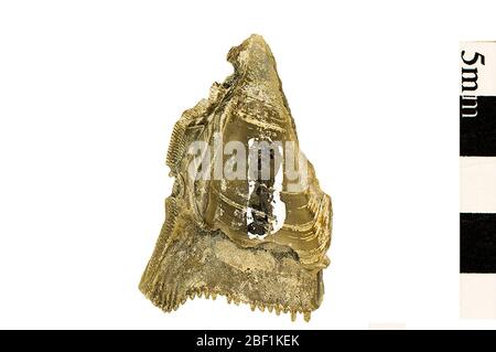 Barnacle Barnacle. Dieses Objekt ist Teil der Sammlung Bildung und Öffentlichkeitsarbeit, von denen einige im Q?rius Science Education Center sind und zu sehen sind.Cenozoic - Neogene - Miocene1514 Jan 2020St. Mary's Stockfoto