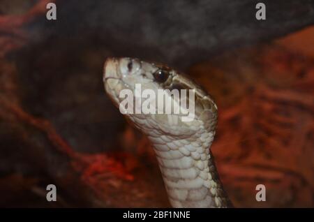 Nördliche Kiefernschlange. Arten: Melanoleucus,Gattung: Pituophis,Familie: Colubridae,Ordnung: Squamata,Klasse: Reptilien,Stamm: Chordata,Königreich: Animalia,Reptil,Schlange Stockfoto