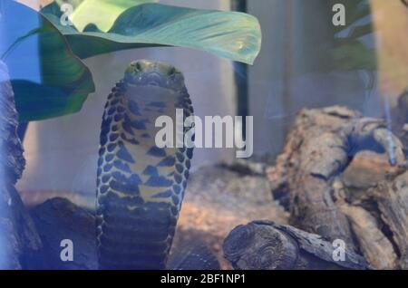 Falsche Wasser-Kobra. Arten: gigas,Gattung: Hydrodynastes,Familie: Colubridae,Ordnung: Squamata,Klasse: Reptilien,Stamm: Chordata,König:Animalia,Reptil,Schlange Stockfoto