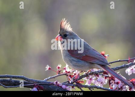 Northern Cardinal weiblich, Cardinalis cardinalis, thront auf einem blühenden Pflaumenbaum im Frühjahr Stockfoto