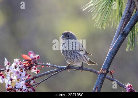 Hausfink weiblich, Haemorhous mexicanus, im Frühjahr auf einem blühenden Pflaumenbaum thront Stockfoto