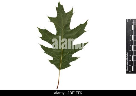 Red Oak. Dieses Objekt ist Teil der Sammlung Bildung und Öffentlichkeitsarbeit, von denen einige im Wissenschaftsbildungszentrum Q?rius zu sehen sind.Collage enthält EO 400545, 400546, 400547, 400548, 400549, 400550, 400551, 400552, 400553, 400554, 400555, 400556, 400557, 400558, 400559,  ,  ,  , Stockfoto