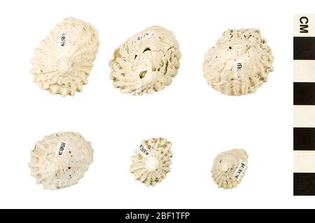 Muschel Für Cupanduntertasse. Dieses Objekt ist Teil der Sammlung Bildung und Öffentlichkeitsarbeit, von denen einige im Q?rius Science Education Center sind und zu sehen sind.Cenozoic - Neogene - Miocene914 Jan 2020St. Mary's Stockfoto