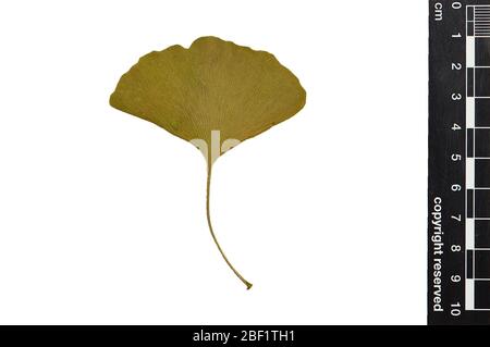 Ginkgo Maidenhair Tree. Dieses Objekt ist Teil der Sammlung Bildung und Öffentlichkeitsarbeit, von denen einige im Wissenschaftsbildungszentrum Q?rius zu sehen sind.Collage enthält EO 400545, 400546, 400547, 400548, 400549, 400550, 400551, 400552, 400553, 400554, 400555, 400556, 400557, 400558, 400559,  ,  ,  , Stockfoto