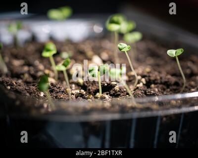 Samen sprießen in einem provisorischen Garten. Stockfoto