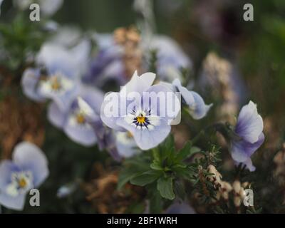 Himmelblaue Stiefmütterchen wachsen in einem hängenden Korb Stockfoto