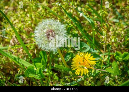 Horizontale Aufnahme einer Löwenzahn-Blüte und einer Blume nebeneinander im Grün. Stockfoto