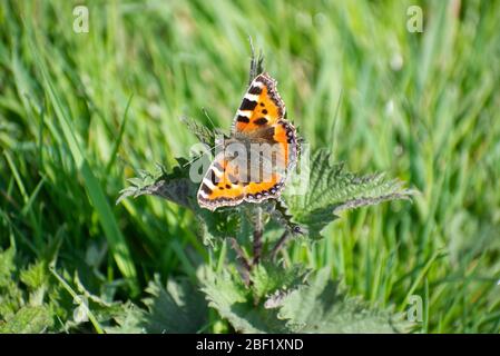 Kleiner Tortoiseshell (Aglais urticae) Schmetterling, der sich auf einer Brennnessel (Urtica dioica) mit weit geöffneten Flügeln sonnen. Stockfoto