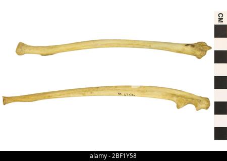 Rhesusaffen Rhesusmakak. Dieses Objekt ist Teil der Sammlung Bildung und Öffentlichkeitsarbeit, von denen einige im Wissenschaftsbildungszentrum Q?rius zu sehen sind.114 Jan 2020 Stockfoto