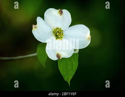 Horizontale Nahaufnahme einer schönen weißen Hundeblüte mit Kopierraum. Dunkelgrüner Hintergrund ist unscharf. Stockfoto
