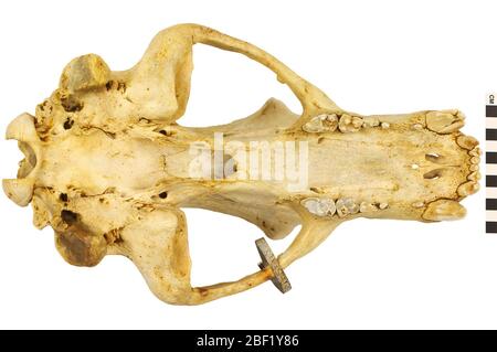 Eisbär. Dieses Objekt ist Teil der Sammlung Bildung und Öffentlichkeitsarbeit, von denen einige im Wissenschaftsbildungszentrum Q?rius zu sehen sind.114 Jan 2020 Stockfoto