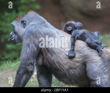 Gorilla und Säugling greifen und halten sich an ihren Rücken, während sie durch den Dschungel geht. Stockfoto