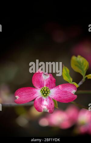 Vertikale Aufnahme einer lebendigen rosa Hundehaltenblüte mit Kopierraum. Dunkler Hintergrund ist unscharf. Stockfoto