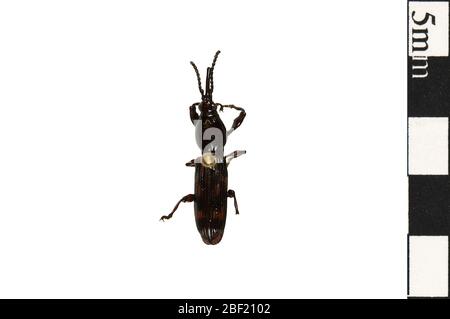 Eichenholzwurm. Dieses Objekt ist Teil der Sammlung Bildung und Öffentlichkeitsarbeit, von denen einige im Wissenschaftsbildungszentrum Q?rius zu sehen sind.114 Jan 2020 Stockfoto