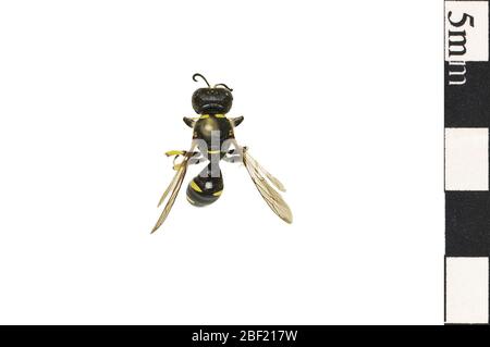 Wasp. Dieses Objekt ist Teil der Sammlung Bildung und Öffentlichkeitsarbeit, von denen einige im Wissenschaftsbildungszentrum Q?rius zu sehen sind.114 Jan 2020 Stockfoto