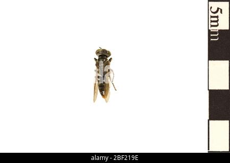 Wasp Mit Eichelkopf Sandliebende Wasp. Dieses Objekt ist Teil der Sammlung Bildung und Öffentlichkeitsarbeit, von denen einige im Wissenschaftsbildungszentrum Q?rius zu sehen sind.114 Jan 2020 Stockfoto