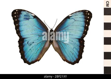 Blauer Morpho. Dieses Objekt ist Teil der Sammlung Bildung und Öffentlichkeitsarbeit, von denen einige im Wissenschaftsbildungszentrum Q?rius zu sehen sind.114 Jan 2020 Stockfoto