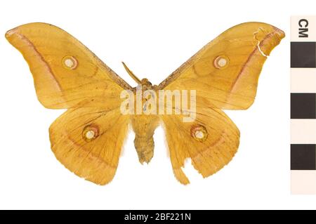 Chinesische Eiche Seidenmost Polyphemus Moth. Dieses Objekt ist Teil der Sammlung Bildung und Öffentlichkeitsarbeit, von denen einige im Wissenschaftsbildungszentrum Q?rius zu sehen sind.114 Jan 2020 Stockfoto
