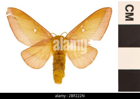 Pinkstriped Oakworm Moth. Dieses Objekt ist Teil der Sammlung Bildung und Öffentlichkeitsarbeit, von denen einige im Wissenschaftsbildungszentrum Q?rius zu sehen sind.114 Jan 2020 Stockfoto