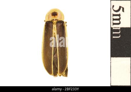 Gemeiner Östlicher Glühwürmchen. Dieses Objekt ist Teil der Sammlung Bildung und Öffentlichkeitsarbeit, von denen einige im Wissenschaftsbildungszentrum Q?rius zu sehen sind.114 Jan 2020 Stockfoto