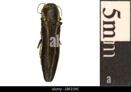 Twolined Chestnut Borer. Dieses Objekt ist Teil der Sammlung Bildung und Öffentlichkeitsarbeit, von denen einige im Wissenschaftsbildungszentrum Q?rius zu sehen sind.114 Jan 2020 Stockfoto