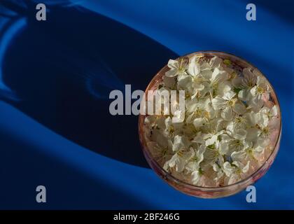 Blüten von Prunus avium blühen in einer Glasvase von oben gesehen. Stockfoto