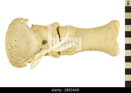 Pferd. Dieses Objekt ist Teil der Sammlung Bildung und Outreach, von denen einige im Q?rius Science Education Center sind und zu sehen.Links Teppiche, Metakarpale und Phalanges (Vorderfuß)114 Jan 2020 Stockfoto