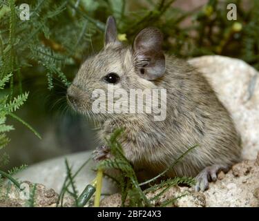 Degu. Arten: Degus,Gattung: Oktodon,Familie: Oktodontidae,Ordnung: Rodentia,Klasse: Mammalia,Stamm: Chordata,Königreich: Animalia,Degu,SMH,kleines Mammalhaus,Nagetier Stockfoto