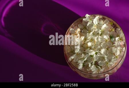 Blüten von Prunus avium blühen in einer Glasvase von oben gesehen. Stockfoto