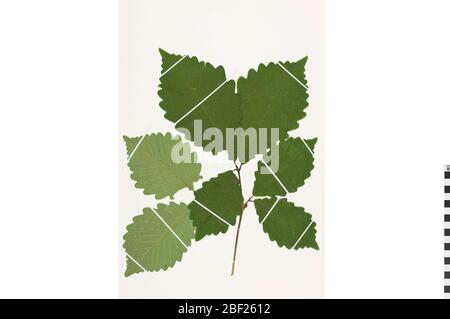 Kastanieneiche Kastanieneiche. Dieses Objekt ist Teil der Sammlung Bildung und Öffentlichkeitsarbeit, von denen einige im Q?rius Science Education Center sind und zu sehen sind.611 Dez 2019 Stockfoto