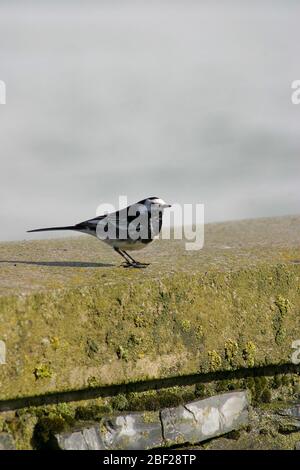 Eine Steinstelze (Motacilla alba), die an einem sonnigen Frühlingstag in Irland auf einer flachen Steinoberfläche thront, die Spitze einer Küstenmauer. Stockfoto