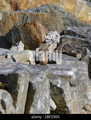 Troglodytes troglodytes - ein Zaunkönig auf einer trockenen Steinmauer in Sonnenschein mit Schwanz hoch. Stockfoto