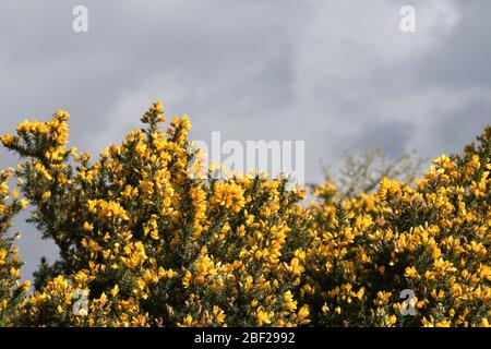 Ggorse, Ulex, ein gelb-blättriger Strauch in voller Blüte mit einem grauen Hintergrund am Himmel. Stockfoto