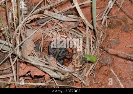 Wolf Spinne, Familie Lycosidae, am Bau Stockfoto