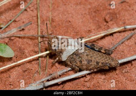 Orangeflügelter Grasshopper, Pardalophora phoenicoptera, Nymphe Stockfoto