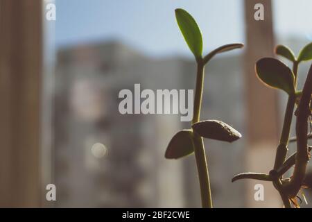 Startseite Pflanze crassula. Sukkulente Baum. Junge Sprossen Stockfoto