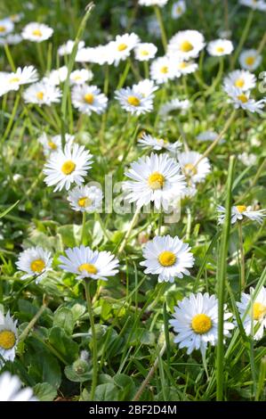 Viele Gänseblümchen auf einer Wiese im Sommer Sonnenlicht Stockfoto