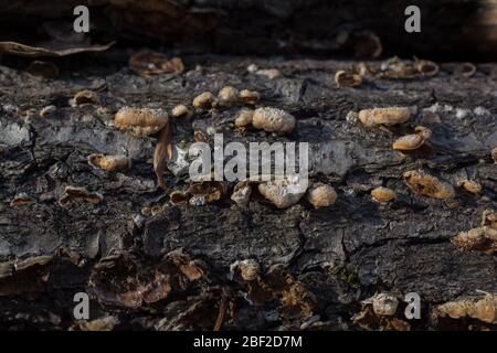 Pilze wachsen auf einem gefallenen Baumstamm Stockfoto