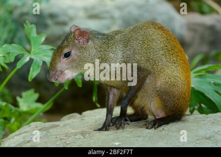 Brasilianisches Agouti. Agouti,Macadamia,kleines Säugetierhaus,SMH,Arten: Leporina,Gattung: Dasyprocta,Familie: Dasyproctidae,Ordnung: Rodentia,Klasse: Mammalia,Stamm: Chordata,Königreich: Animalia,Nager,Rotrumped Agouti,Brasilianisches Agouti,weiblich Stockfoto