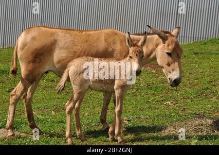 Persischer Onager. SCBI,Front Royal,Arten: Hemionus onager,Gattung: Equus,Familie: Equidae,Ordnung: Perissodactyla,Klasse: Mammalia,Stamm: Chordata,Königreich: Animalia,Baby,jung,Perser Onager,Stutfohlen,weiblich,Onager,Huftiere,Ungerade-Huftiere,Fohlen Stockfoto