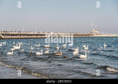 Schwäne und Möwen auf der Ostsee im Winter, Spot Stadt Polen. Viele Seevögel, Möwen und ein Schwan, essen in der Nähe des Ufers. Viele Vögel an der Küste Stockfoto