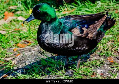 In Pascagoula, Mississippi, scheint eine Cayuga-Ente in der Nachmittagssonne. Stockfoto