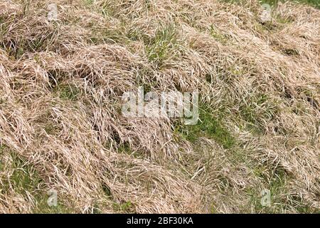 Verwelkte hellbraune Gras mit wenig grünem Gras auf einem Hang, im Frühling, bei Tag Stockfoto