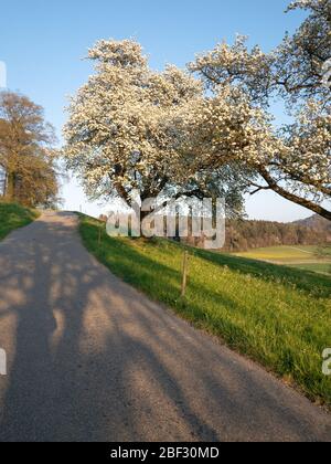 apfelbaum in Blüte auf einer grünen Wiese neben einer Straße mit weißen Blumen in der Krone des Baumes bei Sonnenaufgang im Frühjahr, bei Tag Stockfoto