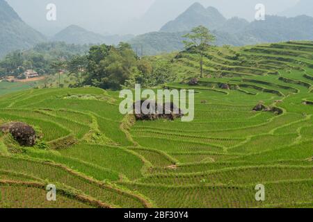 Reisterrassen im Pù Luông Nature Reserve, Vietnam Stockfoto