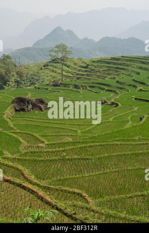 Neu gepflanzte Reisterrassen im Pu Luong Nature Reserve, Vietnam Stockfoto