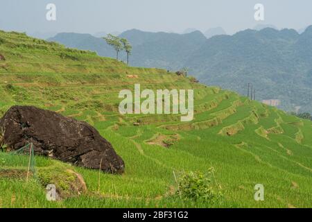 Reisterrassen im Pù Luông Nature Reserve, Vietnam Stockfoto