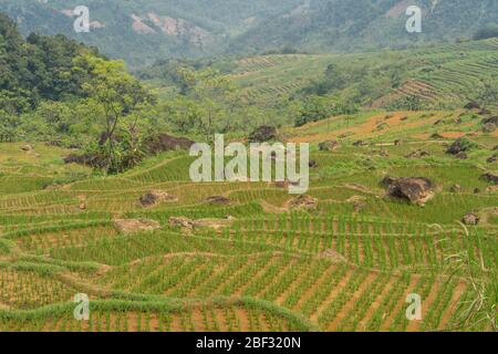 Neu gepflanzte Reisterrassen im Pu Luong Nature Reserve, Vietnam Stockfoto